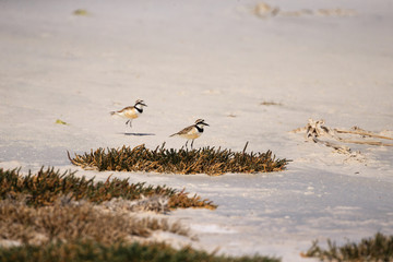 flock of Madagascar Plover in Tsimanampetsotsa National  Park
