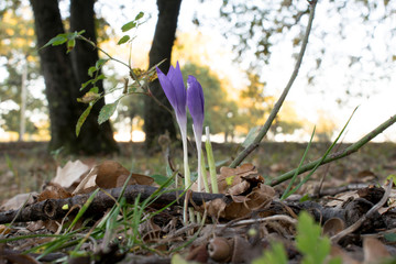 Autumn Crocus