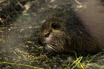 soft focus nutria wild animal river rat portrait behind zoo cage fence in bad conditions  