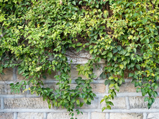 old wall with green ivy background