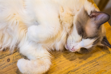 Fototapeta na wymiar The white and brown cat sleeping and relaxes and dreams on the wooden table