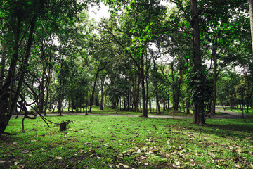 Old tree whose twisted trunk grew down towards the ground then continued up with forest and filtered sunlight in the background in thailand.