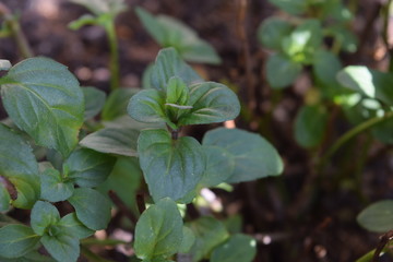 オーデコロンミント