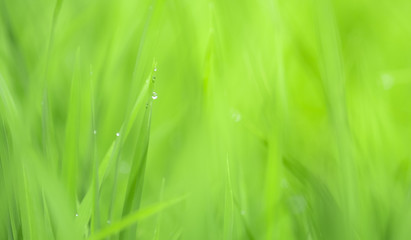 View of Young rice sprout ready to growing in the rice field after the rain. water drop on the leaf