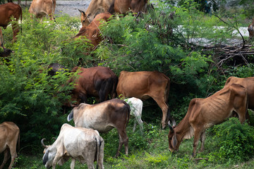 Naklejka na ściany i meble Group of Cows in meadow. Thailand Rural composition.