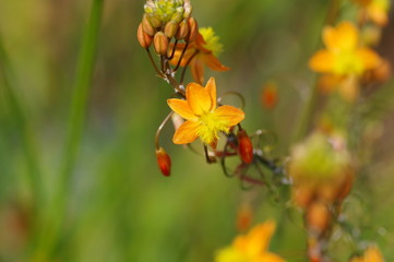 ブルビネ・フルテスケンス（ハナアロエ）