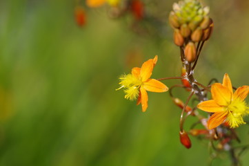 ブルビネ・フルテスケンス（ハナアロエ）