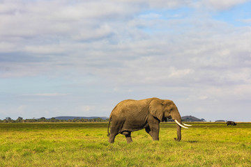 Obraz na płótnie Canvas African elephant on the masai mara kenya
