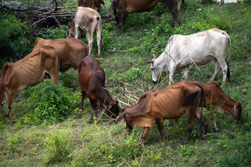 Group of Cows in meadow. Thailand Rural composition.