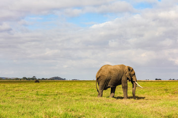 Naklejka na ściany i meble African elephant on the masai mara kenya