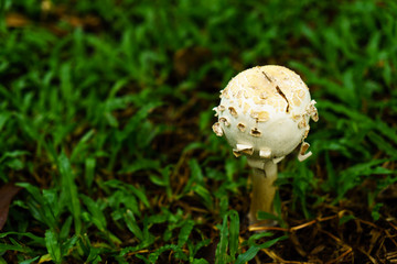 Poisonous mushrooms growing under the trees in the garden.