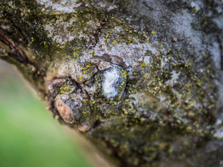woolly aphids sucking sap from woody stem
