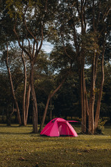 Camping and tent under the pine forest in sunset in Prachin buri, Thailand