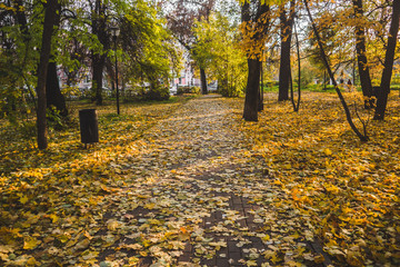 Obraz premium Autumn park, yellow fallen leaves from trees, sunny day