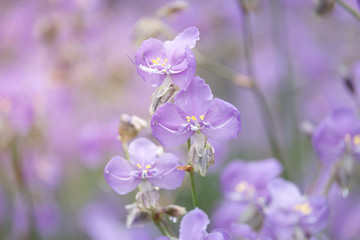 Close-up of Beautiful Pastel Purple Murdannia Flower in the Flower Field in Prachinburi, Thailand