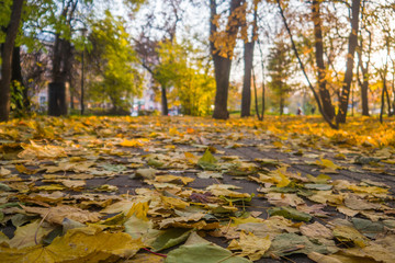 Naklejka na ściany i meble Autumn park, yellow fallen leaves from trees, sunny day