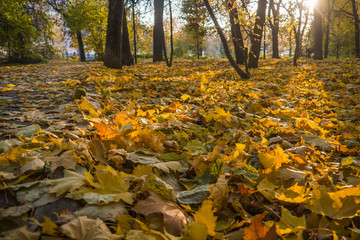 Autumn park, yellow fallen leaves from trees, sunny day