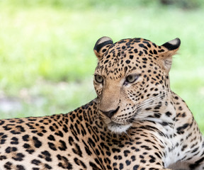 Thailand leopard, Panthera pardus kotiya, big spotted cat lying on the tree in the nature habitat,  Safari zoo in Kanchana buri