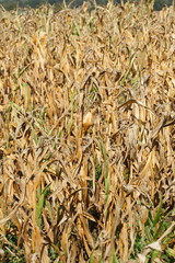 Vertrocknete Braune Rasenfläche, Dürre