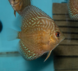 Turquoise Discus (Symphysodon Aequifaciatus Haraldi-juvenile) in freshwater aquarium