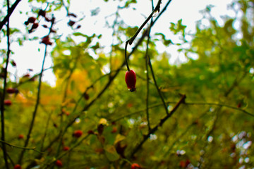 rose hips