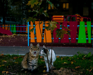 two cats in the Park