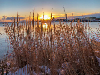 Sunset over the lake, overgrown with sedges. Evening landscape. Dry flowers on a sunset background. Norway, Oslo