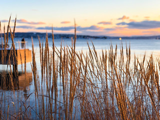 Sunset over the lake, overgrown with sedges. Evening landscape. Dry flowers on a sunset background. Norway, Oslo