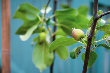 Small apple on a branch, garden. Green, immature apple