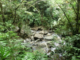 Puerto Rico Rainforest