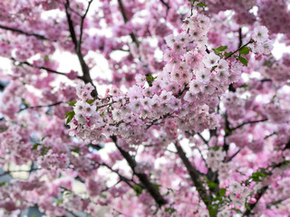 Pink Cherry Tree in Bloom in Park in Spring. Cherry blossom, sakura flowers, pink flowers. Blue sky