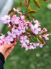 Blossoming Cherry tree in woman's hand. Pink Cherry Tree in Bloom in Park in Spring. Cherry blossom, sakura flowers, pink flowers. 