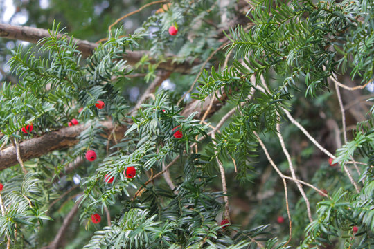 Amazing yew berry