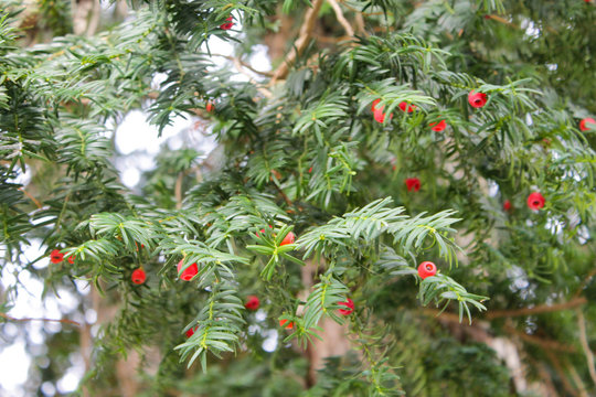 Amazing yew berry