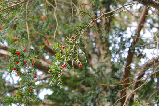 Amazing yew berry