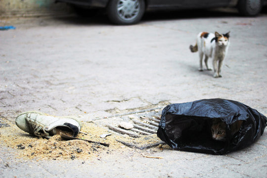 Starving street cats on streets of Tunis. a cat hiding in blastic bag 