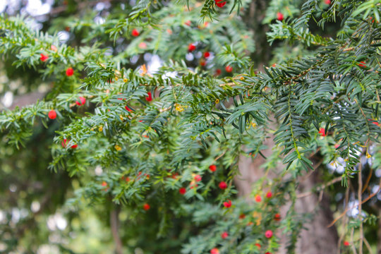 Amazing Taxus baccata
