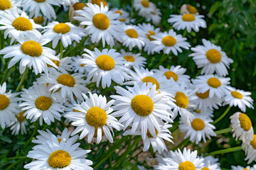 Fototapeta premium spring daisies in the meadow background