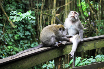 Monkeys grooms another mokeys genitalia in the  Monkey forest, Ubud, Bali, Indonesia.