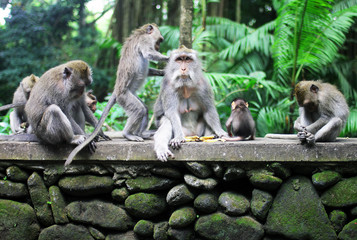 Monkeys sit in the  Monkey forest, Ubud, Bali, Indonesia.