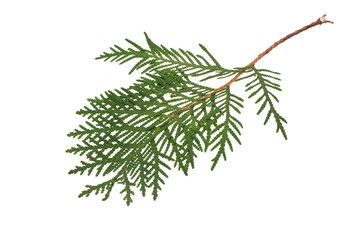 thuya isolated on white background