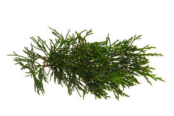 thuya isolated on white background