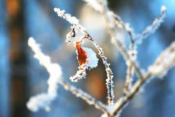 close up of a frozen frost covered leaf on a branch with blue background