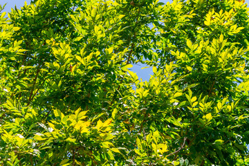 Fototapeta premium Background of nature
