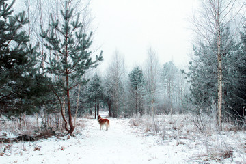 a fluffy long haired dog in snowy winter bokeh background. Winter wonderland concept