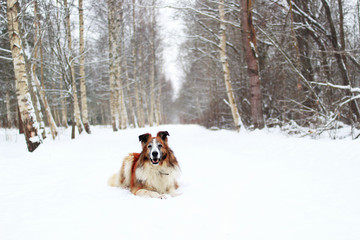 a fluffy long haired dog in snowy winter bokeh background