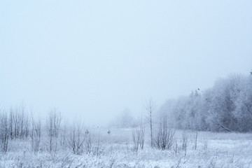 Magical winter scene with white mist