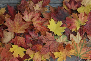 Naklejka na ściany i meble Fall leaves on wooden desk. Autumn background concept. Maple, red, yellow foliage, September, October, November, heap