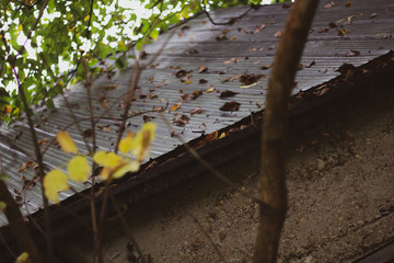Close up of the roof of an old building in the forest with fallen leaves laying on it.