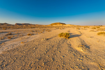 Whimsical Patterns of the Desert